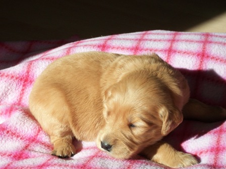 Picture of Red Puppy Paws 2